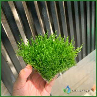 Rêu flame - Rêu lửa thủy sinh - Dán lũa, bonsai, trang trí hồ cá - Vỉ 8x8