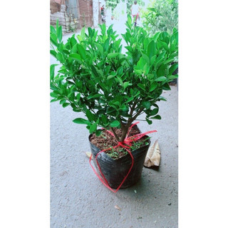 Tắc bến tre