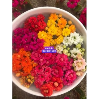 cành Sống đời kép đủ 5 màu