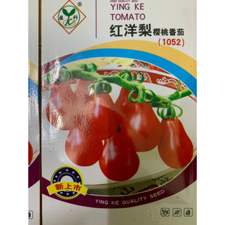 Hạt giống cà chua lê đỏ nhập khẩu đài loan