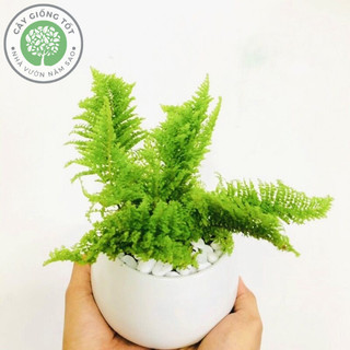 Cây Dương Xỉ Nhật , Dương Xỉ Lá Nhuyễn loài cây dễ trồng và đẹp lạ, thường được dùng làm cây trang trí để bàn