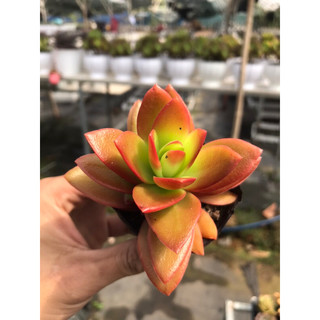 Sen đá Tứ Phương Cam size bầu