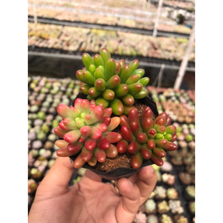 Sen đá Thạch Ngọc Sữa siêu cute mix Thạch Ngọc Đỏ