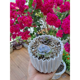 Chậu Mini Trồng Sen đá