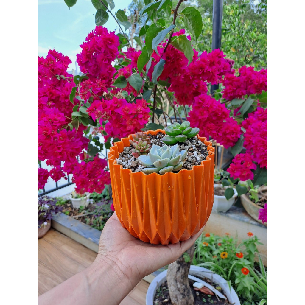 Chậu Mini Trồng Sen đá