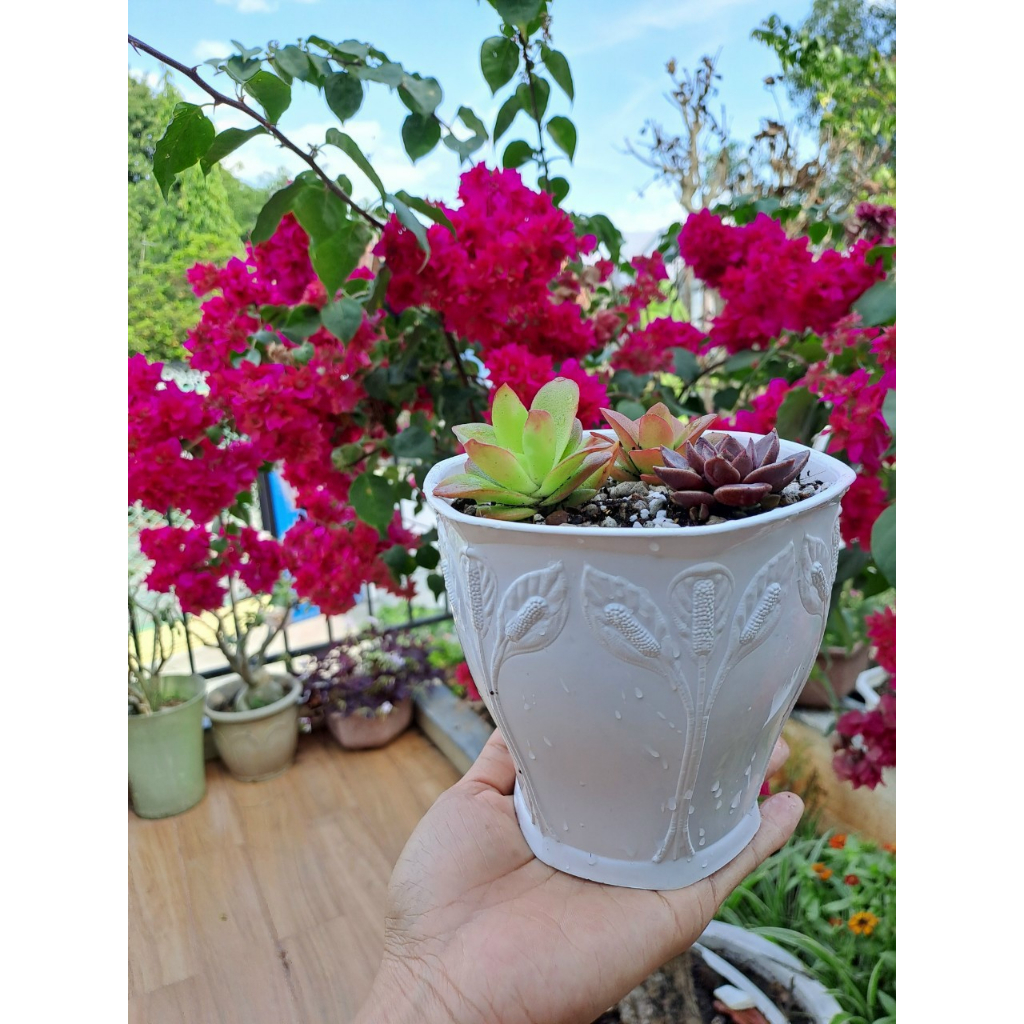 Chậu Mini Trồng Sen đá