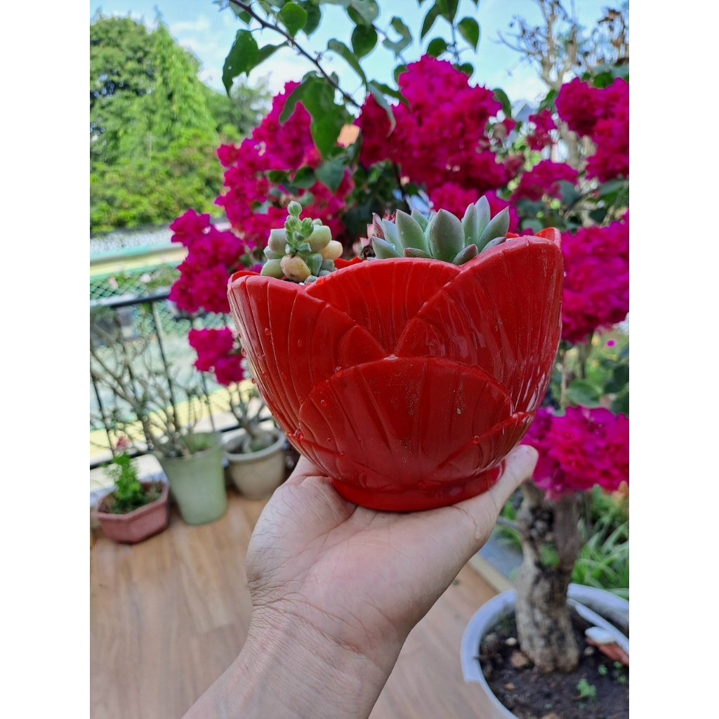 Chậu Mini Trồng Sen đá