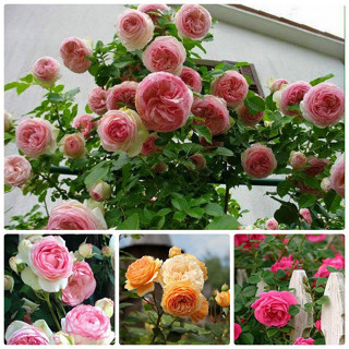 GỐC HOA HỒNG LEO PHÁP RỄ TRẦN DÂY LEO ĐỦ MÀU (khách được chọn màu)