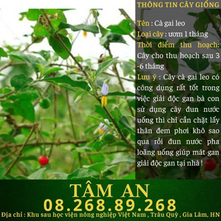 Cây cà gai leo, cây giống cà gai leo - thanh lọc gan