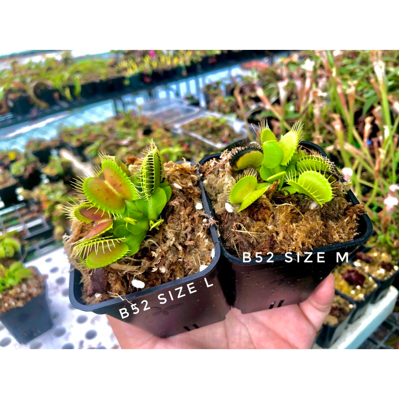 Cây bẫy kẹp-cây bắt mồi-cây ăn thịt-venus flytrap các loại-trồng terrarium