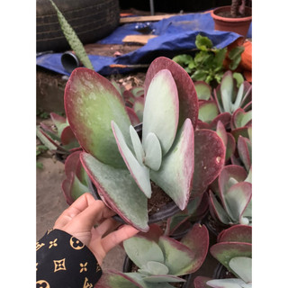 Sen đá cánh bướm size to