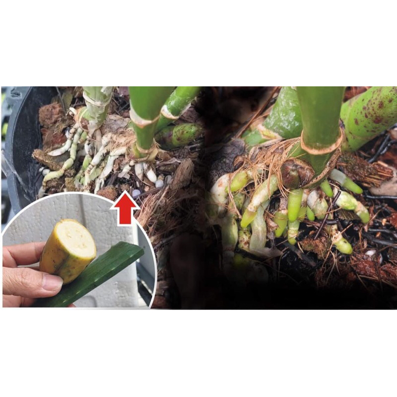 GE Nha Đam + Dịch Nha Đam  - Phân Bón Hữu Cơ - Kích rễ - Kích kie - Kích thích Sinh trưởng.