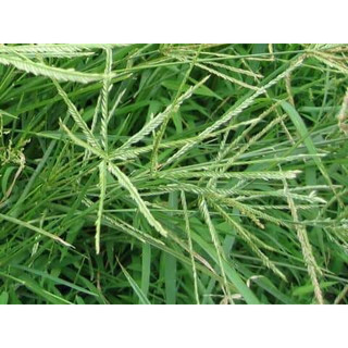 cỏ mần trầu khô (1 kg)