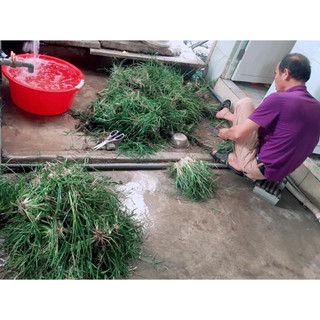 cỏ mần trầu khô (1 kg)