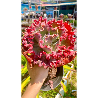Sen đá bắp cải