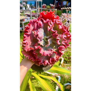 sen đá bắp cải