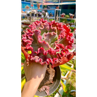 sen đá bắp cải
