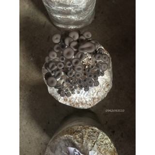 Bịch phôi nấm sò chịu nhiệt