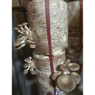 Bịch phôi nấm sò chịu nhiệt