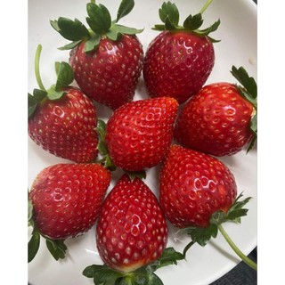 Combo 11  cây mô vỉ dâu 🍓 NHẬT SKY