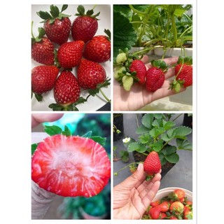 Combo 10 cây mô vỉ dâu🍓NHẬT SKY
