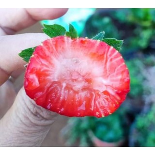 Combo 10 cây mô vỉ dâu🍓NHẬT SKY