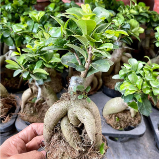 Cây Bonsai mini Sâm Nhung - Cây Si