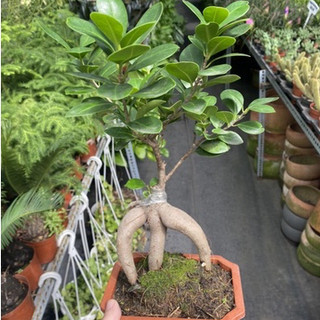 Cây Bonsai mini Sâm Nhung - Cây Si