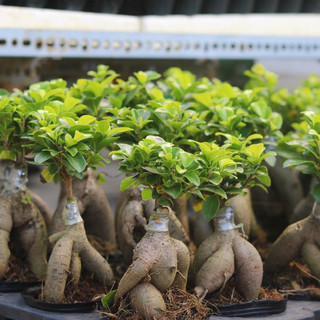 Cây Bonsai mini Sâm Nhung - Cây Si