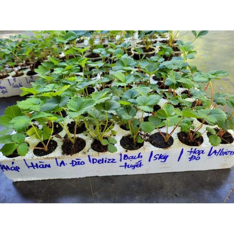 Combo 11 mô vỉ cây giống dâu tây mích theo yêu cầu của khách