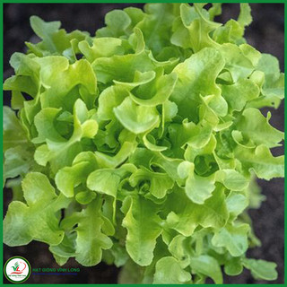 Hạt giống rau Xà lách Châu Âu (Okleaf xanh) TN 102