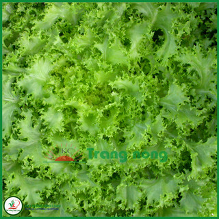 Hạt giống rau Xà lách FRISÉE TN 125