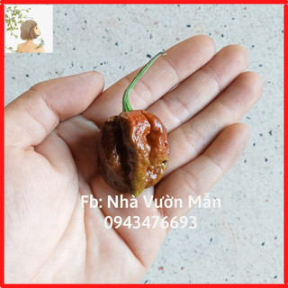 3 hạt ớt big mama caramel
