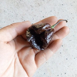 3 Hạt Ớt Big Mama Black