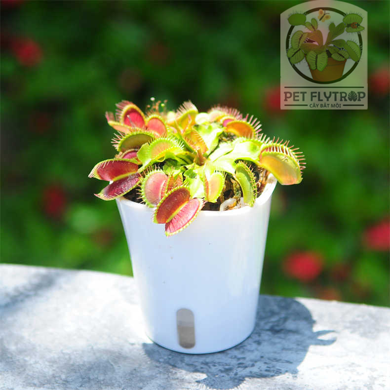Cây ăn thịt thần kỳ chậu cây lười, cây bắt mồi ăn côn trùng đơn giản dễ nuôi Venus flytrap nepenthes để bàn văn phòng