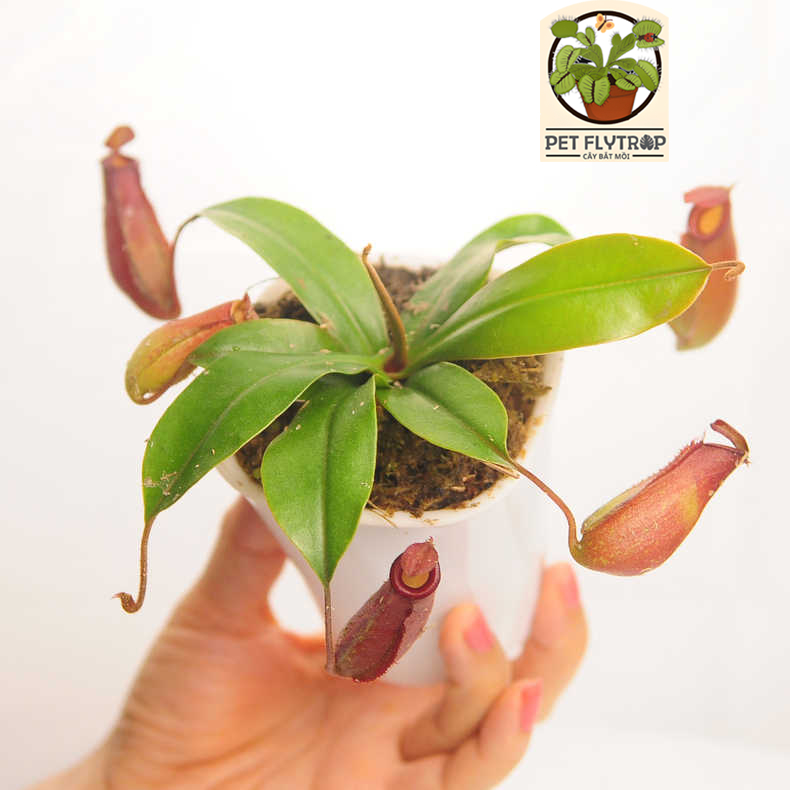 Cây ăn thịt thần kỳ chậu cây lười, cây bắt mồi ăn côn trùng đơn giản dễ nuôi Venus flytrap nepenthes để bàn văn phòng