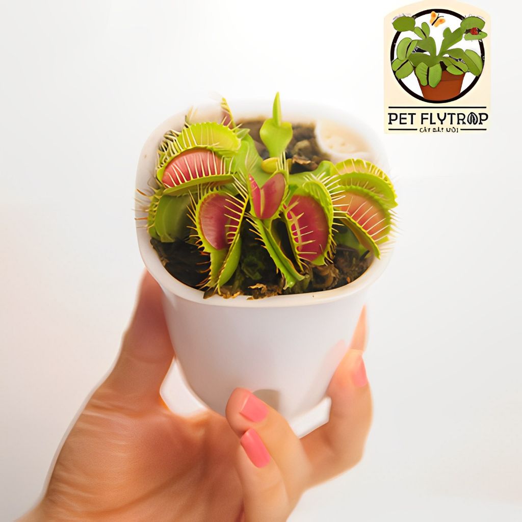 Cây ăn thịt thần kỳ chậu cây lười, cây bắt mồi ăn côn trùng đơn giản dễ nuôi Venus flytrap nepenthes để bàn văn phòng