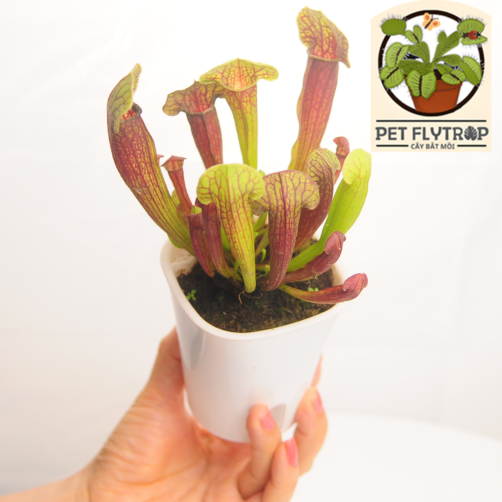 Cây ăn thịt thần kỳ chậu cây lười, cây bắt mồi ăn côn trùng đơn giản dễ nuôi Venus flytrap nepenthes để bàn văn phòng