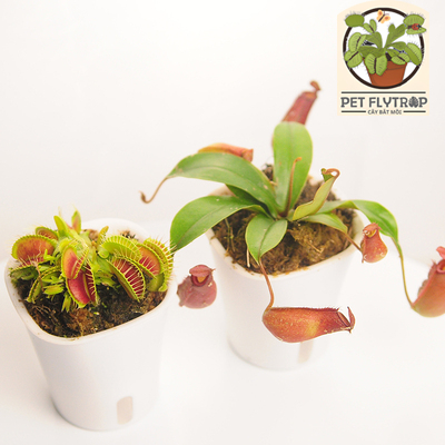 Cây ăn thịt thần kỳ chậu cây lười, cây bắt mồi ăn côn trùng đơn giản dễ nuôi Venus flytrap nepenthes để bàn văn phòng