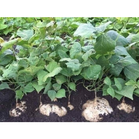 Hạt Giống Củ Đậu/ Củ Sắn  -  - Dễ Trồng, Sai Củ, Siêu Giòn Ngọt