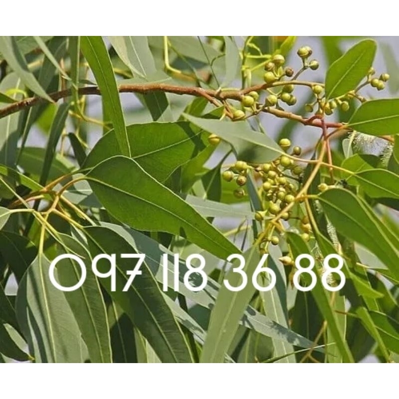 Lá Cây Bạch Đàn Khô 01KG sp0 TPV