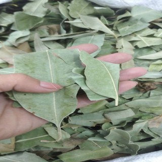 Lá Cây Bạch Đàn Khô 01KG sp0 TPV