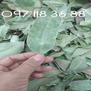Lá Cây Bạch Đàn Khô 01KG sp0 TPV