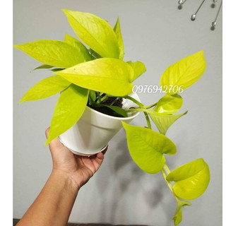 Trầu bà vàng Neon Pothos--cây phong thủy, lọc không khí