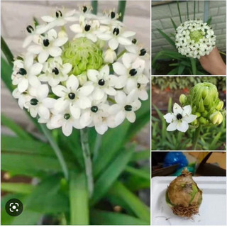 củ thiên hoa mắt ngọc(củ đang ngậm nụ)