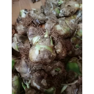củ thiên hoa mắt ngọc(củ đang ngậm nụ)