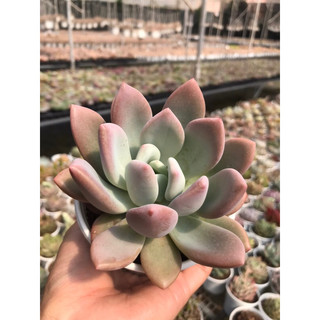 Sen đá sỏi hồng lá dài / sen đá sỏi opalina size trung chậu 10cm lỗi 1 đổi 1