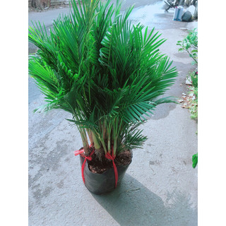 Cau Kiểng Hàng Đẹp
