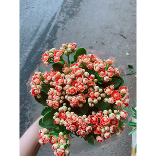 Cây Sống Đời Thái