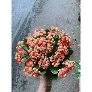 Cây Sống Đời Thái